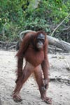 Orangutan stands up on two legs [kalimantan_0301]