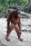 Orangutan stands up on two legs