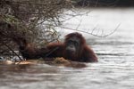 Orangutan wading through the water [kalimantan_0312]