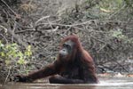 Orangutan wading through the water