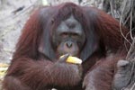 Large Orangutan Eating Corn