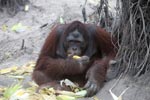 Large Orangutan Eating Corn [kalimantan_0318]