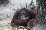 Large Orangutan Eating Corn While Looking to the Side