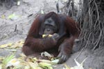Orangutan walking on its knuckles