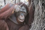 Orangutan investigates brush