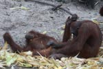 Two orangutans engage in foreplay