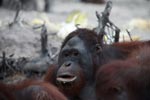 Burping Orangutan