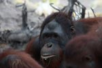 One Orangutan looks up from the feast [kalimantan_0338]