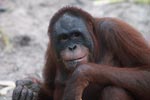 Happy Orangutan