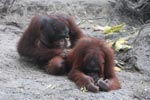 One orangutan examins another