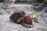 One orangutan examins another [kalimantan_0355]