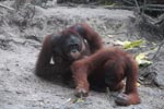 One orangutan examins another [kalimantan_0356]
