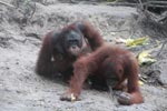 One orangutan examins another [kalimantan_0357]