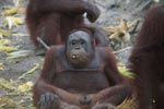 Orangutan showing off his penis