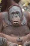 Orangutan showing off his penis [kalimantan_0363]