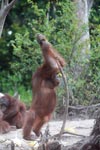 Orangutan leaning on a stick