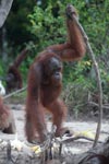 Orangutan with oversized walking stick