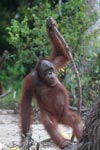 Orangutan with oversized walking stick [kalimantan_0369]