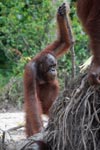 Orangutan with oversized walking stick [kalimantan_0370]