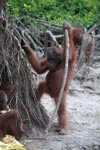 Orangutan with oversized walking stick [kalimantan_0373]