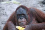 Orangutan eating corn [kalimantan_0375]