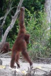 Orangutan balances with assistance from a branch [kalimantan_0378]