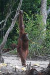 Orangutan balances with assistance from a branch [kalimantan_0380]