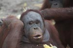 Orangutan eating corn [kalimantan_0383]