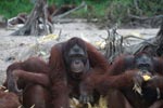 Orangutans eating corn