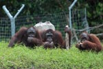 Three Orangutans on a hill [kalimantan_0385]