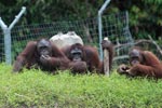 Three Orangutans on a hill [kalimantan_0386]