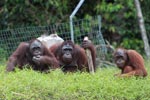 Three Orangutans on a hill