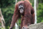 Orangutan on a rock in Central Kalimantan