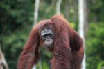 Orangutan on a rock in Central Kalimantan [kalimantan_0389]