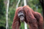 Orangutan walking  in Central Kalimantan
