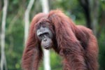 Orangutan walking  in Central Kalimantan [kalimantan_0395]