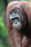 Orangutan in Central Kalimantan