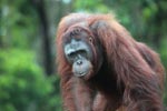 Orangutan in Central Kalimantan [kalimantan_0400]