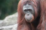 Orangutan in Central Kalimantan [kalimantan_0403]