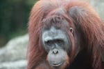 Orangutan in Central Kalimantan [kalimantan_0404]