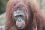 Orangutan in Central Kalimantan [kalimantan_0405]