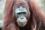 Orangutan yang besar Tampak curiga