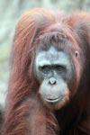Large Orangutan in Central Kalimantan [kalimantan_0412]