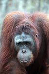 Large Orangutan in Central Kalimantan [kalimantan_0413]
