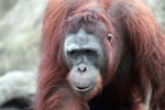 Large Orangutan Looks Askance [kalimantan_0424]