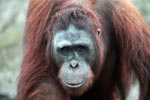 Large Orangutan Looking into Camera