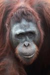 Large Orangutan Looks Askance