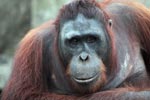 Large Orangutan in Central Kalimantan