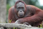 Orangutan relaxing against rock