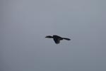 Oriental Pied Hornbill in flight [kalimantan_0453]